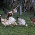 A flock of chickens foraging on a grassy area