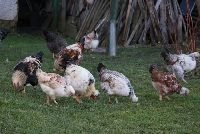 A flock of chickens foraging on a grassy area