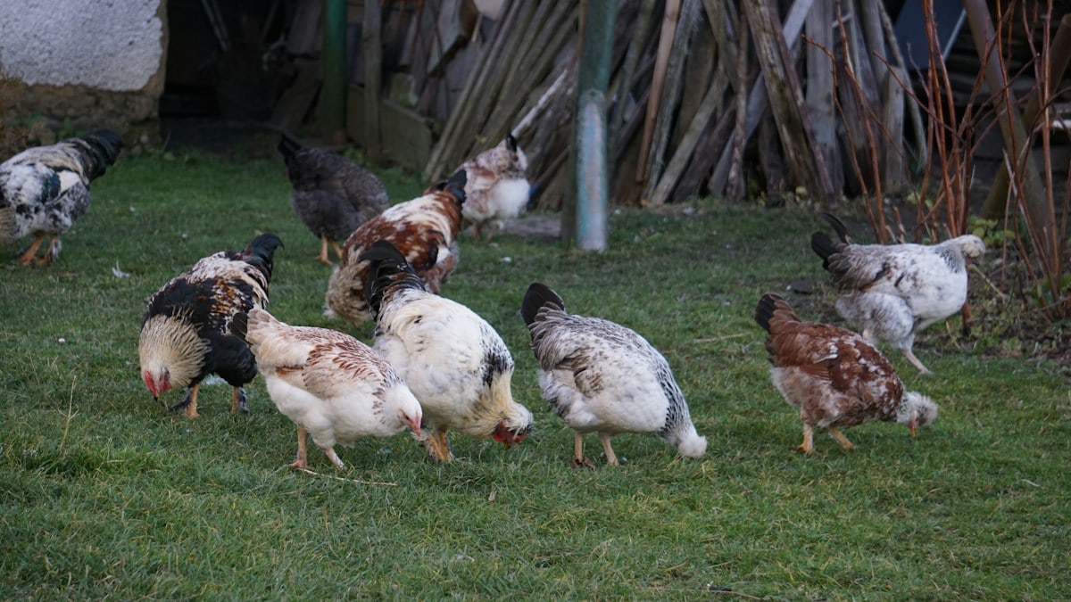 A flock of chickens foraging on a grassy area